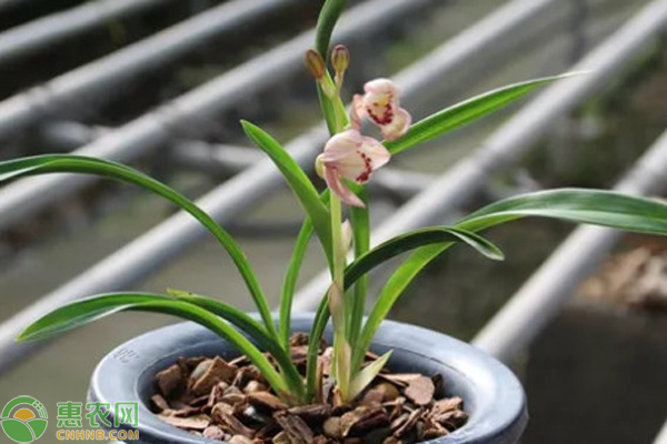 兰花浇水口诀-图片版权归惠农网所有