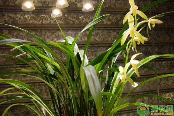 兰花可以水培吗？水培兰花管理技巧-图片版权归惠农网所有