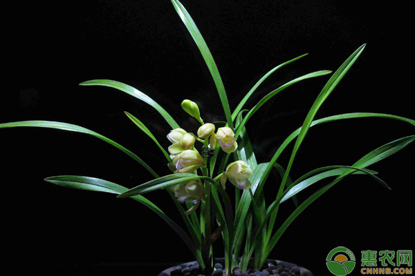 兰花可以水培吗？水培兰花管理技巧-图片版权归惠农网所有