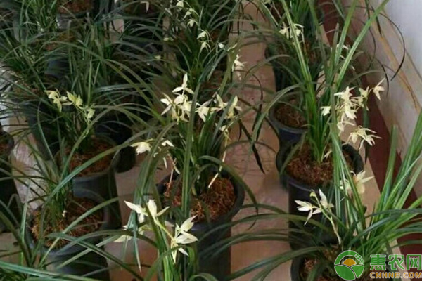 兰花的栽培与管理-图片版权归惠农网所有