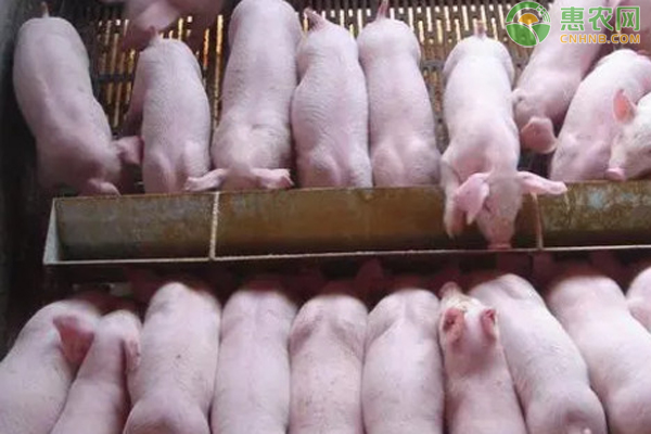 仔猪育成率低怎么办？-图片版权归惠农网所有