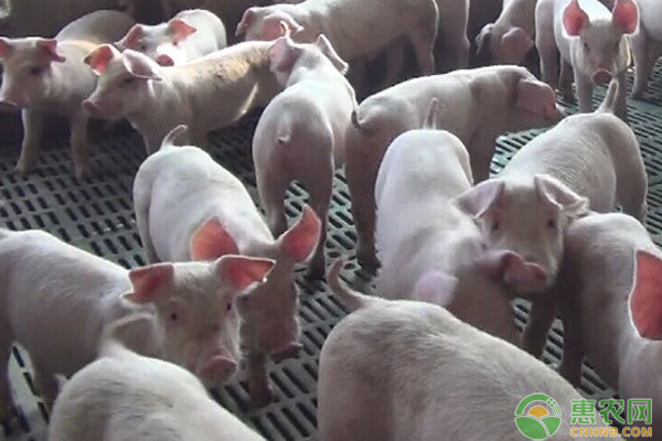仔猪育成率低怎么办？-图片版权归惠农网所有