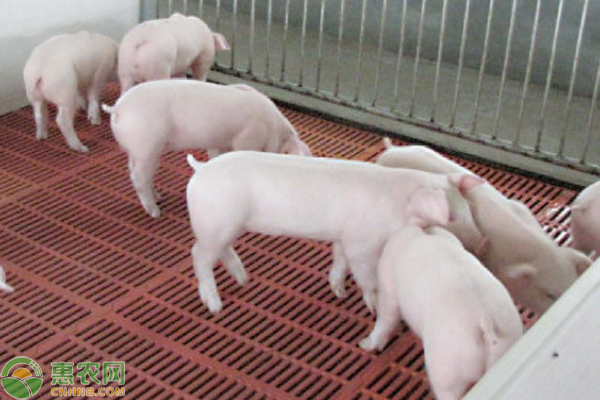 仔猪育成率低怎么办？-图片版权归惠农网所有