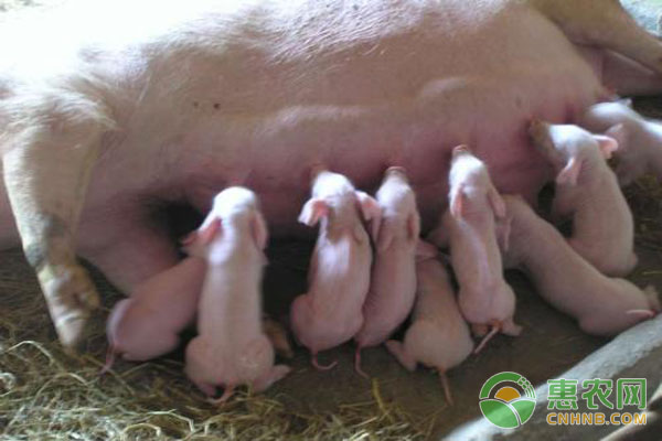 哺乳仔猪在饲养管理时注意事项有哪些？-图片版权归惠农网所有