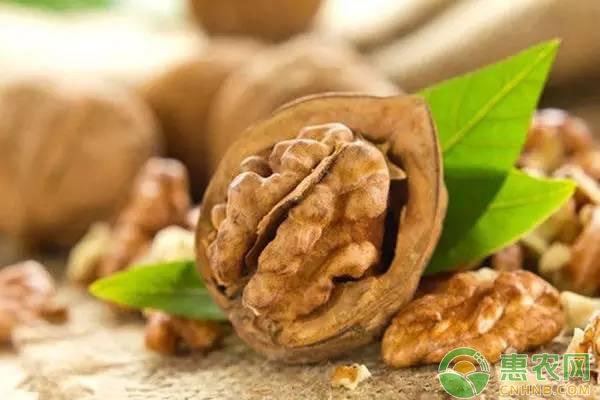 核桃种植技术 核桃怎么栽培?核桃高产种植技术要点-图片版权归惠农网所有