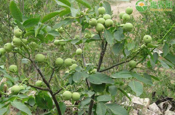 核桃常见的三种育苗技术-图片版权归惠农网所有