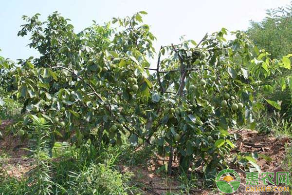 核桃常见的三种育苗技术-图片版权归惠农网所有