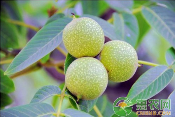 核桃丰产栽培技术 核桃种植如何实现高产?核桃高产栽培技术要点介绍-图片版权归惠农网所有