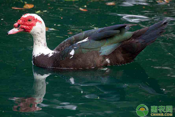 番鸭鸭疫治疗 番鸭鸭疫里默氏杆菌并发小鹅瘟病的诊疗-图片版权归惠农网所有