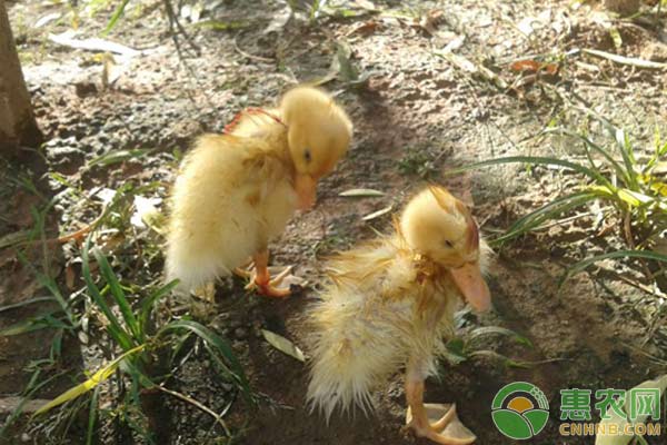 番鸭三周病的防治措施 番鸭三周病的防治措施-图片版权归惠农网所有