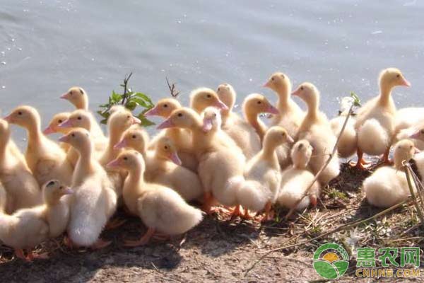 番鸭三周病的防治措施 番鸭三周病的防治措施-图片版权归惠农网所有