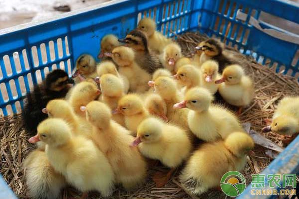 番鸭三周病的防治措施 番鸭三周病的防治措施-图片版权归惠农网所有