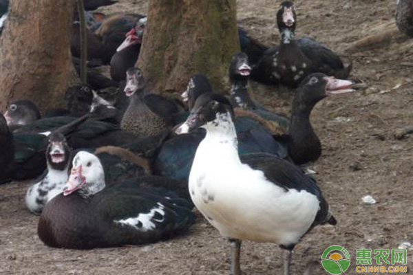 番鸭鸭疫 番鸭鸭疫里默氏杆菌并发小鹅瘟病的诊疗案例-图片版权归惠农网所有