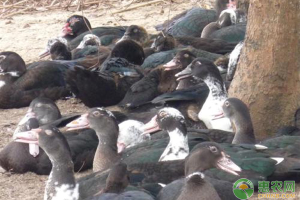 番鸭鸭疫诊断 番鸭鸭疫里默氏杆菌并发小鹅瘟病的诊疗案例-图片版权归惠农网所有