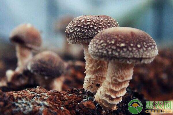 香菇种植方法要点，手把手教您种植香菇！-图片版权归惠农网所有