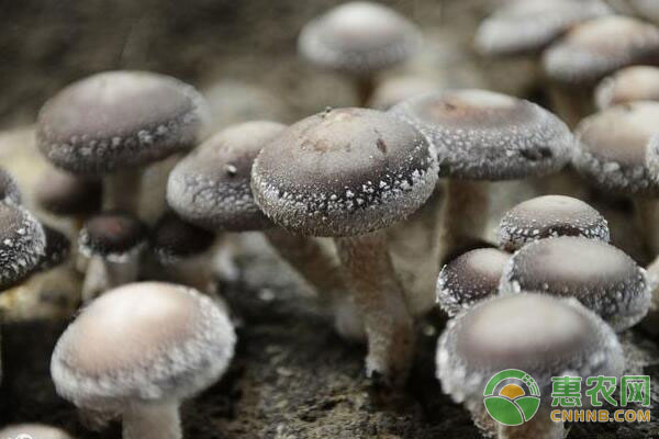 香菇种植方法要点，手把手教您种植香菇！-图片版权归惠农网所有