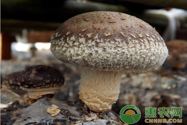 香菇怎么接种？香菇高产接种方法-图片版权归惠农网所有
