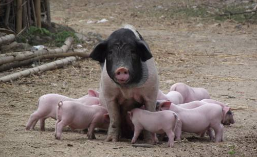 母猪产后厌食防治-图片版权归惠农网所有