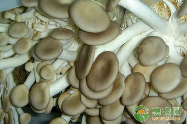 怎么用桑枝屑栽培秀珍菇？秀珍菇栽培管理技术-图片版权归惠农网所有