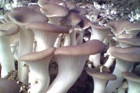 如何消除秀珍菇大棚残留虫害-图片版权归惠农网所有