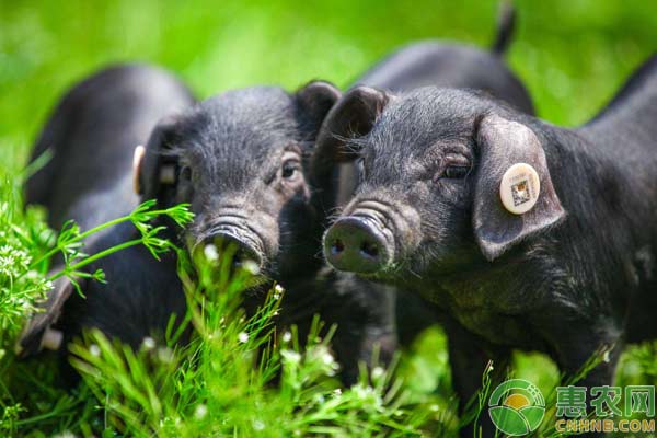 为什么黑猪比白猪贵？浅谈黑猪与白猪的区别-图片版权归惠农网所有