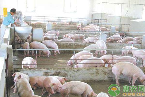 为什么黑猪比白猪贵？浅谈黑猪与白猪的区别-图片版权归惠农网所有