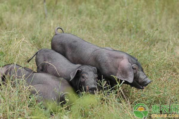为什么黑猪比白猪贵？浅谈黑猪与白猪的区别-图片版权归惠农网所有
