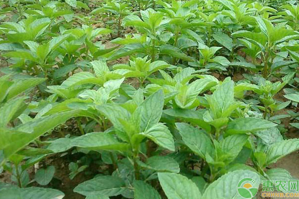 薄荷的种植方法与技巧-图片版权归惠农网所有
