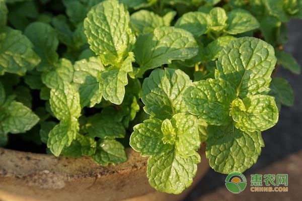 薄荷怎么养护与浇水？-图片版权归惠农网所有