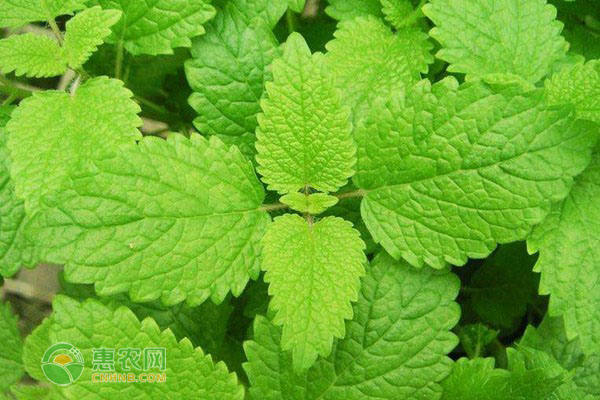 薄荷怎么养护与浇水？-图片版权归惠农网所有