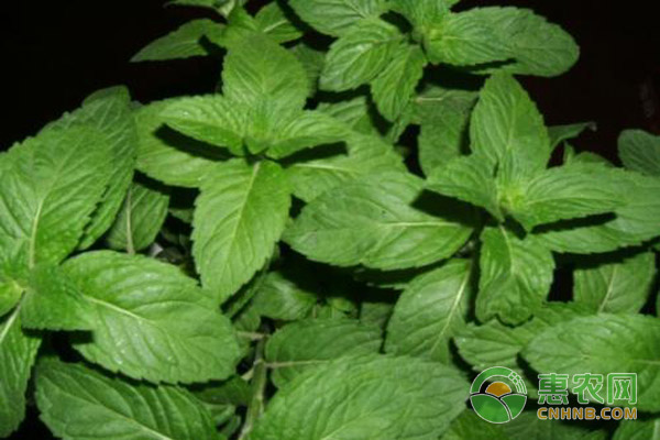 薄荷枯枝黄叶不用急,咱有妙招-图片版权归惠农网所有