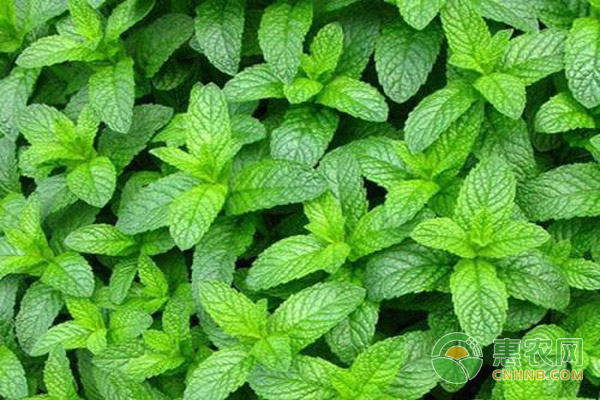 薄荷枯枝黄叶不用急,咱有妙招-图片版权归惠农网所有