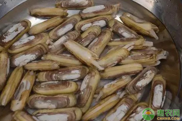缢蛏人工养殖技术-图片版权归惠农网所有