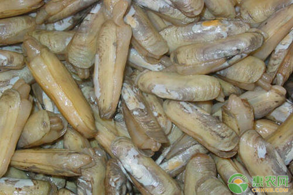 蛏子养殖技术有哪些？-图片版权归惠农网所有