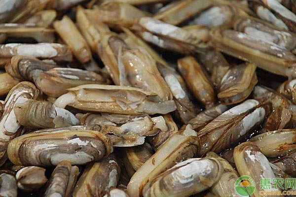 蛏子的人工养殖技术-图片版权归惠农网所有