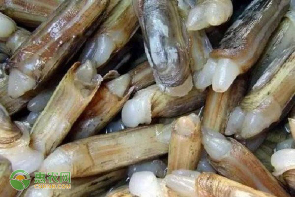 蛏子的人工养殖技术-图片版权归惠农网所有