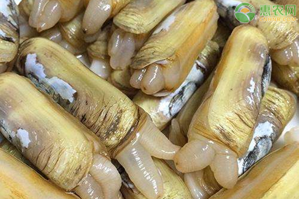 蛏子的人工养殖技术-图片版权归惠农网所有