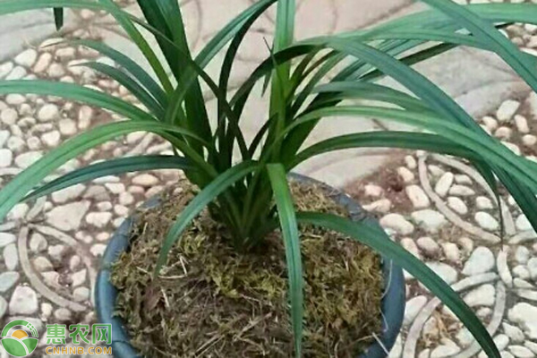 兰花浇水的正确方法-图片版权归惠农网所有