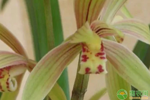 兰花怎么养？-图片版权归惠农网所有