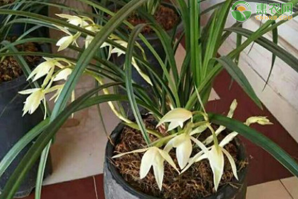 兰花的养殖方法和浇水-图片版权归惠农网所有