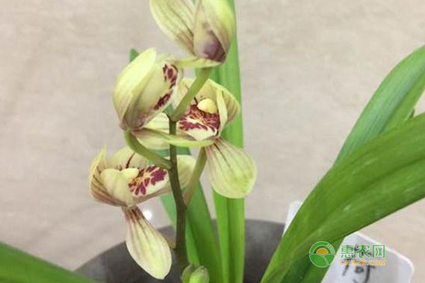 兰花怎么养护？兰花日常养护技巧！-图片版权归惠农网所有