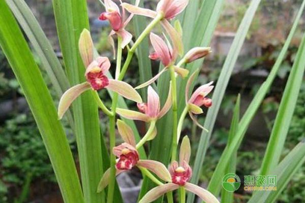 兰花怎么养护？兰花日常养护技巧！-图片版权归惠农网所有