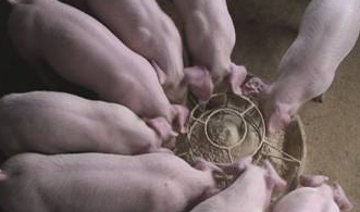 乳猪料的添加使用事项-图片版权归惠农网所有