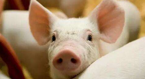 乳猪寄养技巧-图片版权归惠农网所有