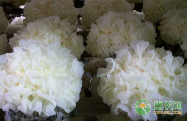 银耳怎么种？春季银耳栽培要点-图片版权归惠农网所有