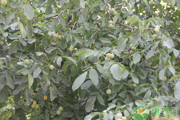 核桃种植方法和管理要点-图片版权归惠农网所有