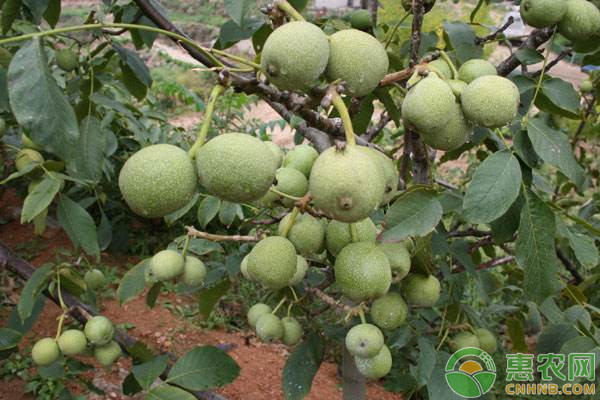 核桃种植方法和管理要点-图片版权归惠农网所有