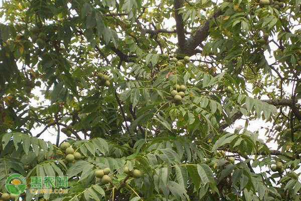 核桃树怎么种植才能高产?-图片版权归惠农网所有