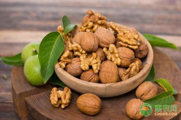 核桃树怎么种植才能高产?-图片版权归惠农网所有