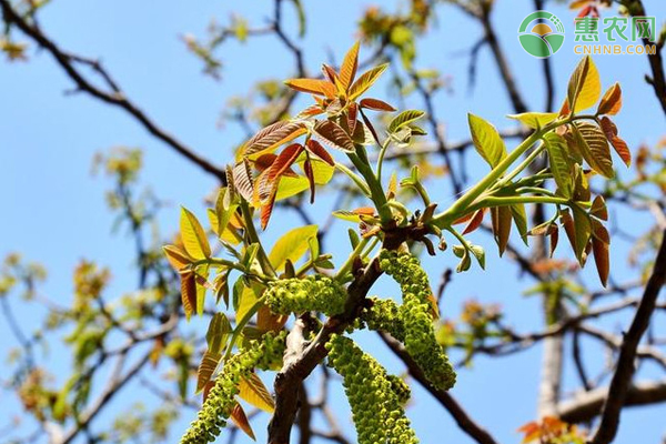 核桃树怎么种植才能高产?-图片版权归惠农网所有